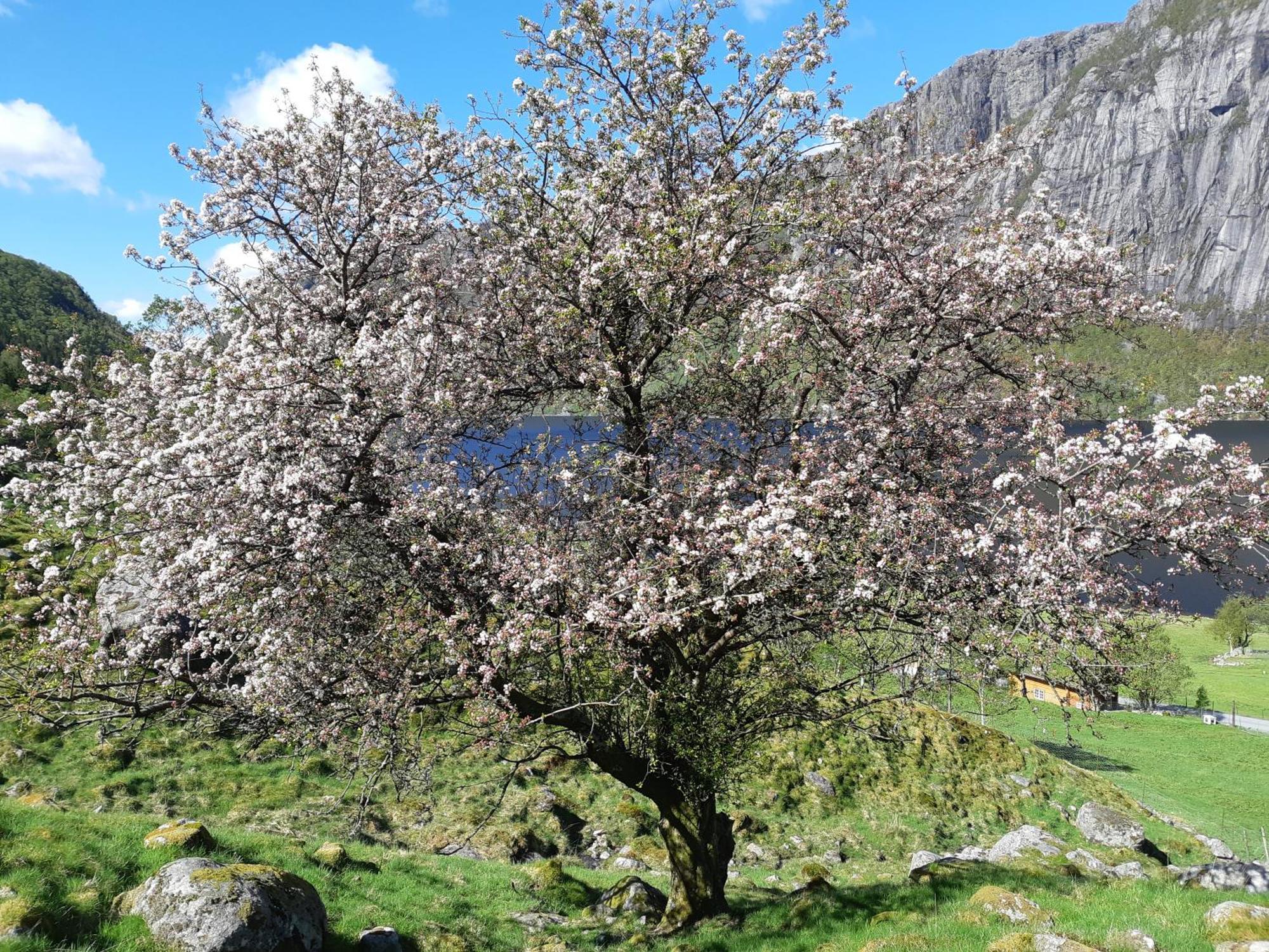 Hytte Ved Preikestolen Forsand Eksteriør billede